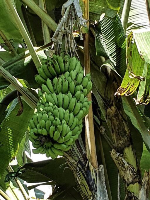 Raiatea, Opoa, Studio Du Fare Reve, Acces Mer Privatif Экстерьер фото